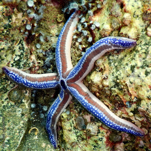 Costa Rica Pacific sea life