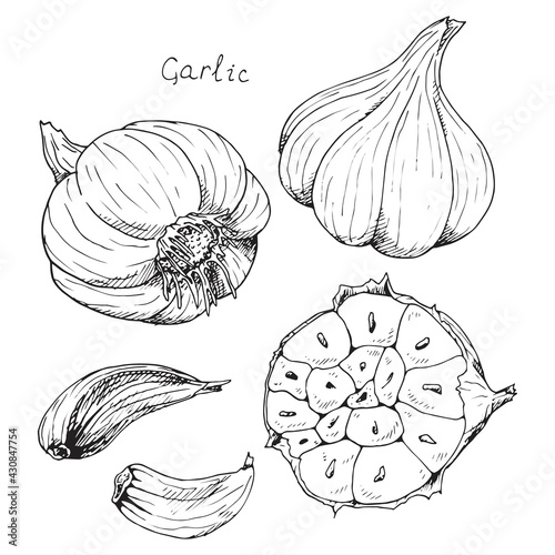 Head of garlic. traditional medicine. Herb. Whole plant, fresh root, cut in half, slices, parts, peel. Spicy condiment. Isolated clipart set on white background. Hand-drawn ink sketch.