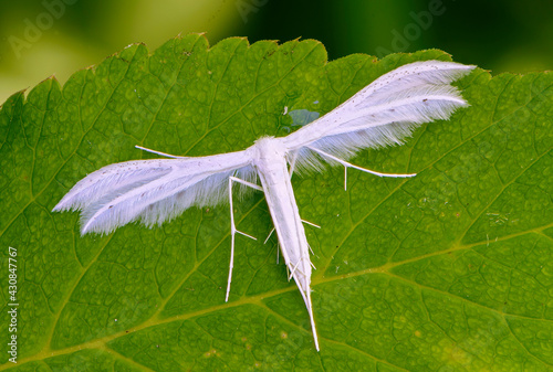 Snowy butterfly pterophorus pentadactylasits on green leaf of grass photo