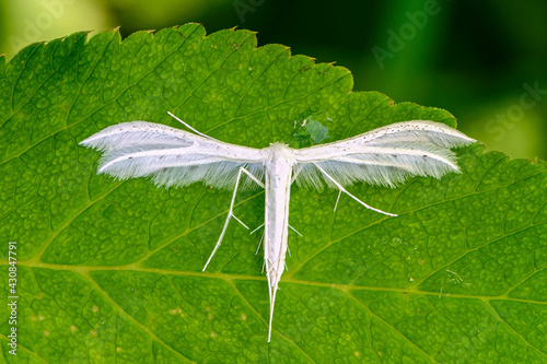 Wallpaper Mural Snowy butterfly pterophorus pentadactylasits on green leaf of grass Torontodigital.ca