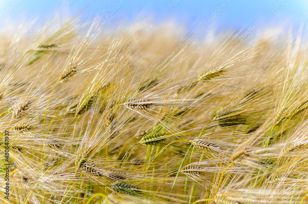 Dense thickets of ripe barley in the field in summer Dense thickets of ripe barley in the field in summer