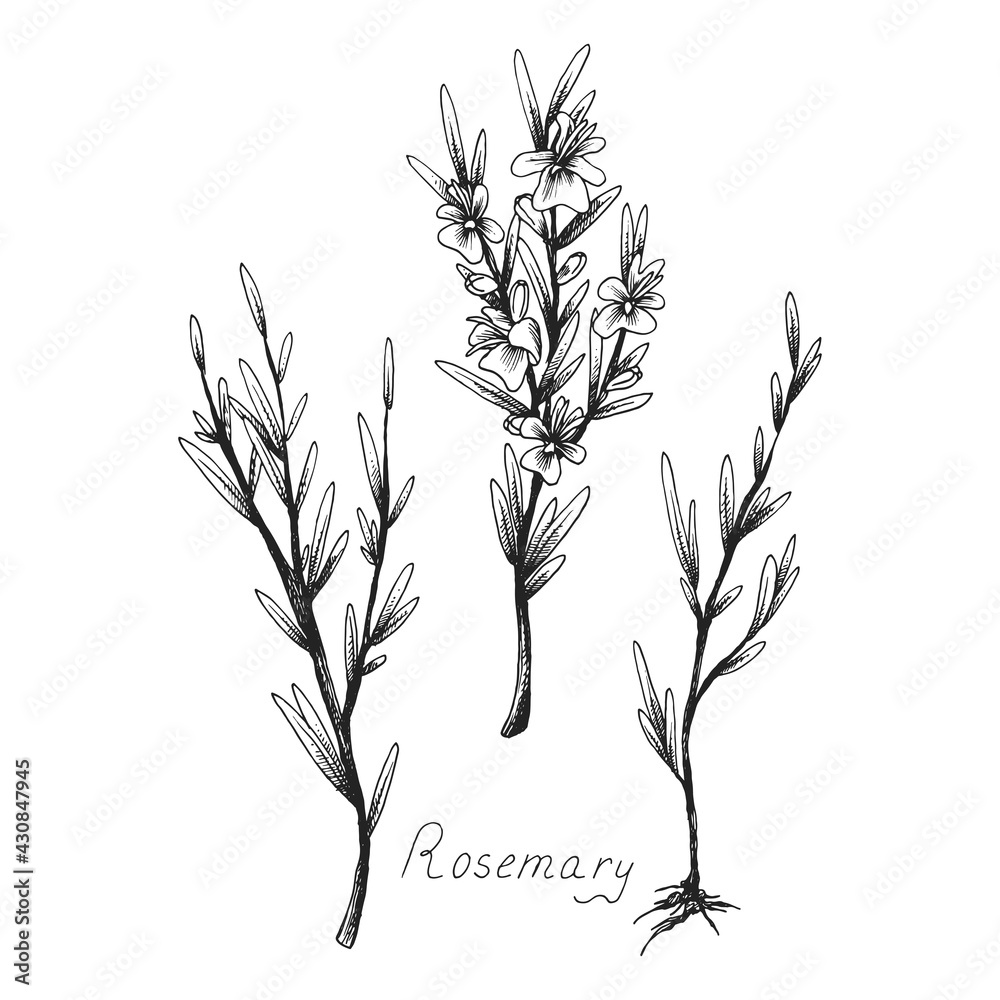 Rosemary Sprig Drawing