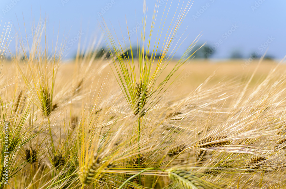 custom made wallpaper toronto digitalDense thickets of ripe barley in the field in summer
