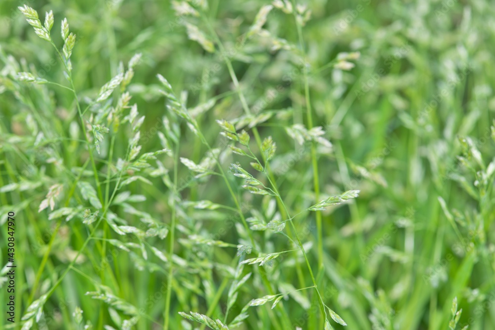 Native Bluegrass up close with shallow depth of field and selective focus on seed heads. Grazing fodder, also known as Poa from Poaceae subfamily. Native Bluegrass up close with shallow depth of field and selective focus on seed heads. Grazing fodder, also known as Poa from Poaceae subfamily.