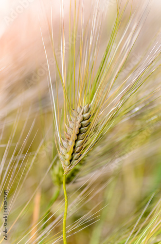 Wallpaper Mural Ripe ear of barley with a long dense awn Torontodigital.ca