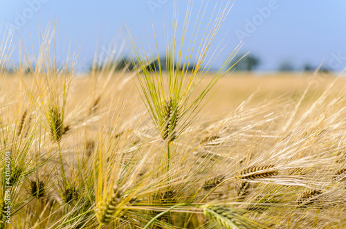 Wallpaper Mural Dense thickets of ripe barley in the field in summer Torontodigital.ca