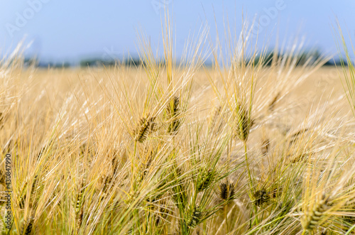 Wallpaper Mural Dense thickets of ripe barley in the field in summer Torontodigital.ca