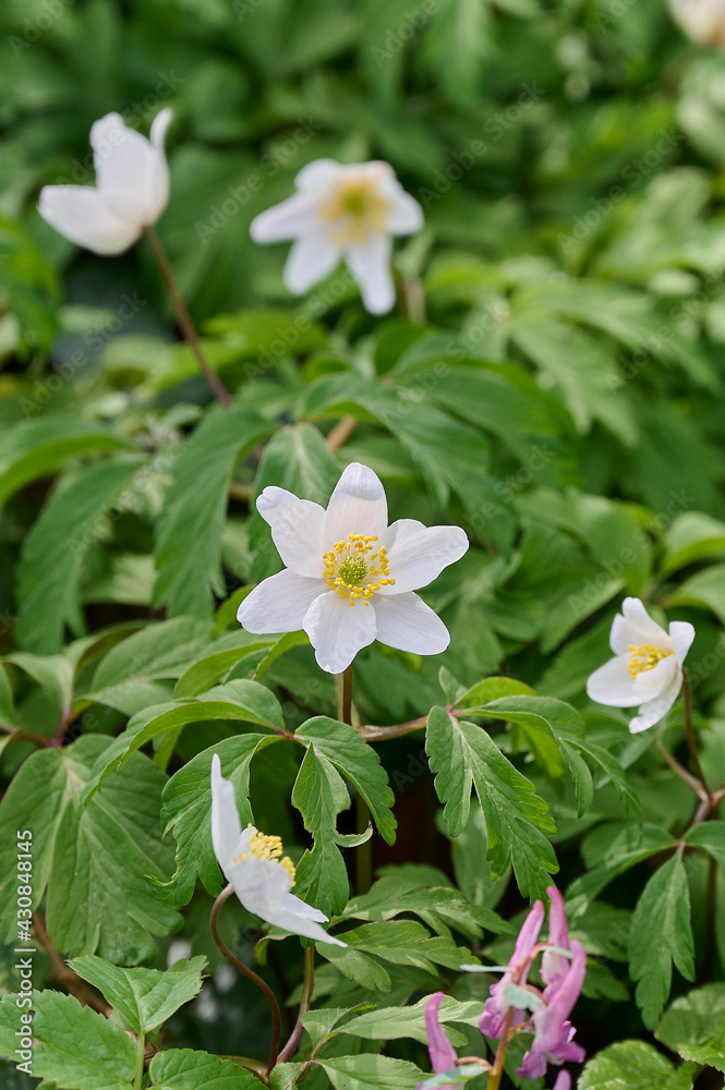 White flowers with yellow heart in the park White flowers with yellow heart in the park