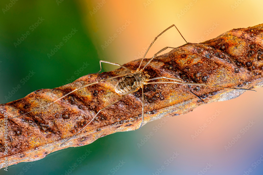 custom made wallpaper toronto digitalFemale opilion spider with long legs sits on a rusty bar