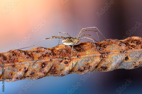 Female opilion spider with long legs sits on a rusty bar