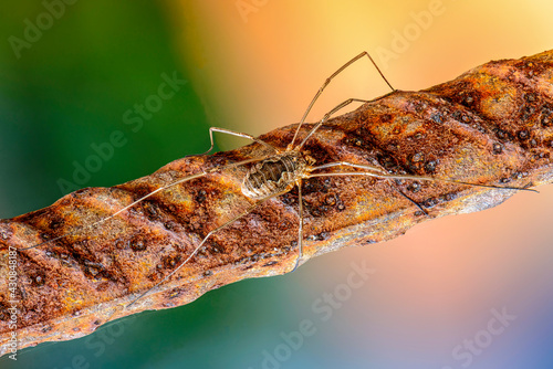 Wallpaper Mural Female opilion spider with long legs sits on a rusty bar Torontodigital.ca