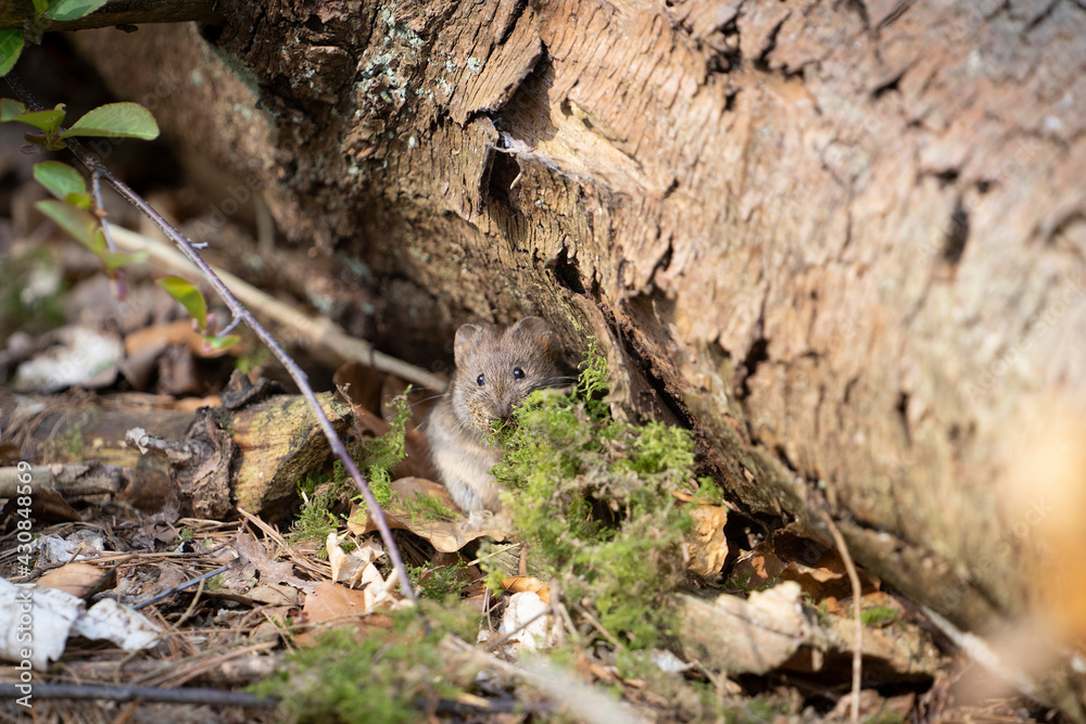 Harvest mouse in natural environment a forest collecting moss for his nest Harvest mouse in natural environment a forest collecting moss for his nest