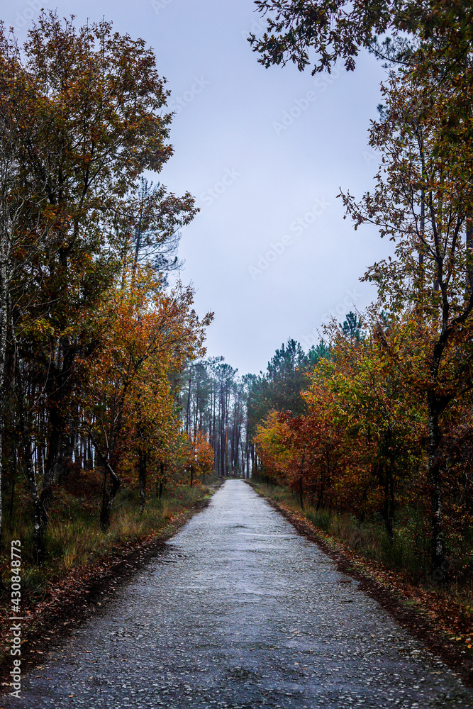 Fototapeta premium Wonderful autumn landscape in Portugal along a road and many trees in the interior of Portugal (Viseu)