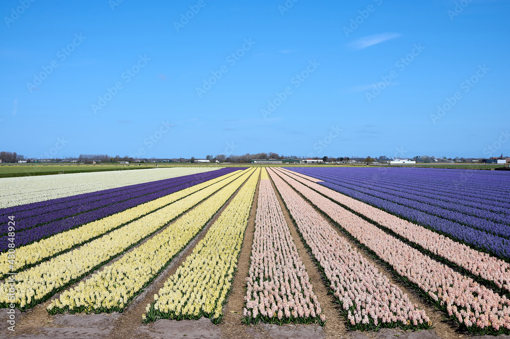 white, purple, yellow, pink and blue hyacinths in the bulb region