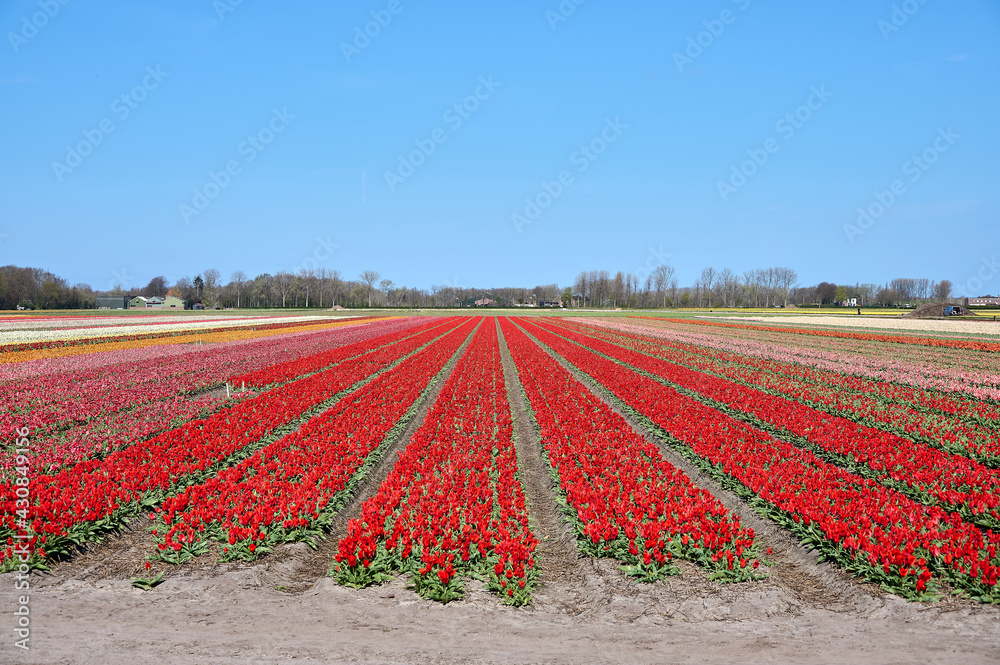 Field with red, pink and white tulips