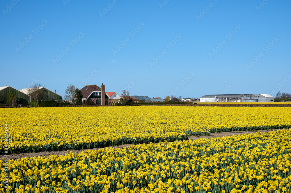 Yellow daffodil field with blue sky between businesses and houses