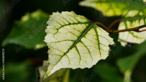 leaf. on a branch with leaves. spring leaves. light white-green leaves plants, nature. autumn season, bright leaves on the tree, nature in the forest. bokeh, image macro photo, for text, Close-up.