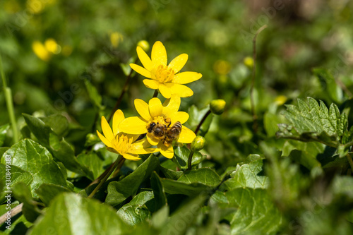Scharbockskraut: Faszinierender Natur Frühjahrsspaziergang. Die leuchtend gelben Blüten sind eine Augenweide und verzaubern Menschen, die sich nach warmen, lebensfrohen und unbeschwerten Tagen sehnen. photo