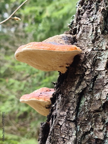 mushroom on tree