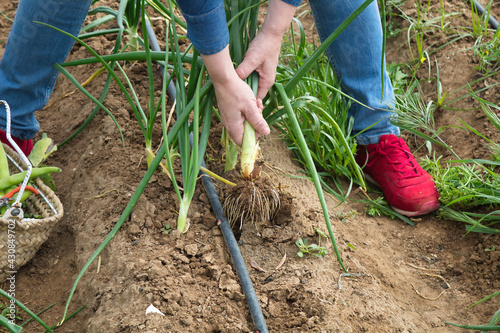 Detail of a woman´s hands pulling an organic onion directly from the soil in a vegetable garden © Manuel