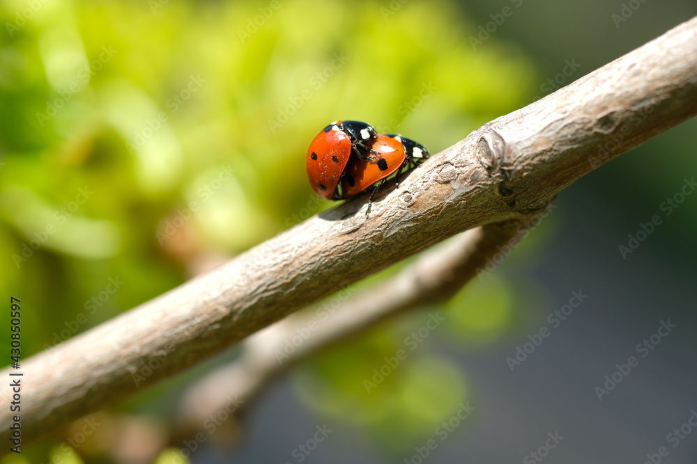 Two ladybugs met on a branch in the spring.