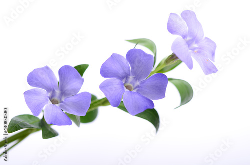 Purple periwinkle flowers on a white background.