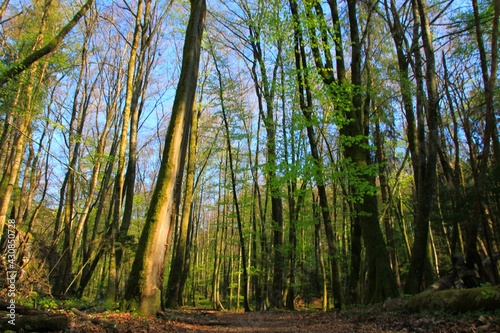 Forêt annécienne photo