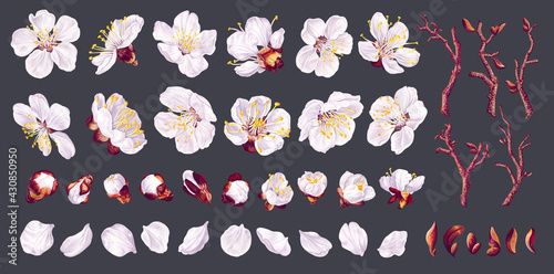 Big set of apricot flowers. Realistic white vector flowers, petals, buds, twigs and one ready-to-use fruit tree branch. From this set you can compose your own branches and flower arrangements.