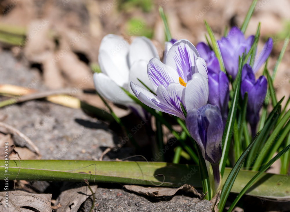 Obraz premium White and purple crocus flowers in the garden
