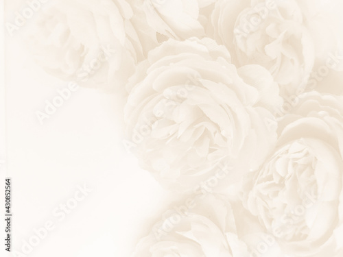 Beautiful abstract color white flowers on white background, black leaves texture, gray background, colorful graphics banner, white leaves, leaves texture