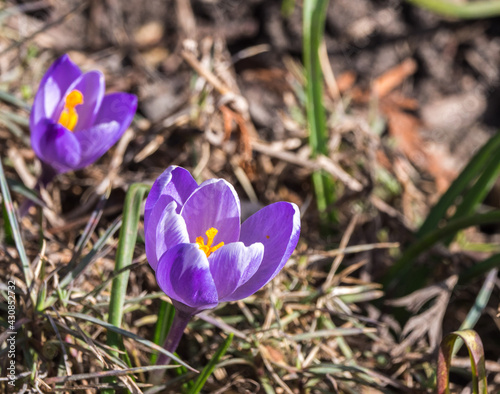 Purple crocus flowers in the garden
