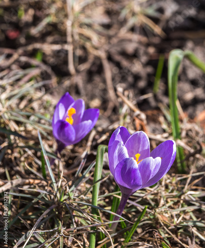 Purple crocus flowers in the garden