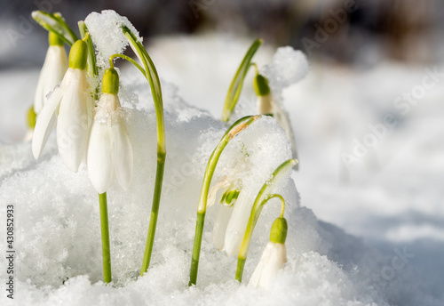 Snowdrop flowers in the snow at the morning