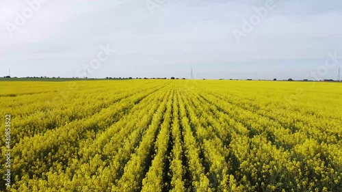 Campo de colza desde el aire en Valladolid