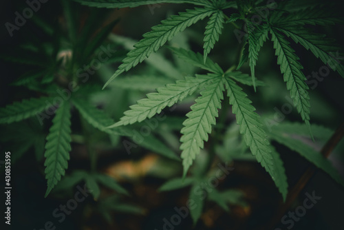 Marijuana leaf Thai stick in the plantation