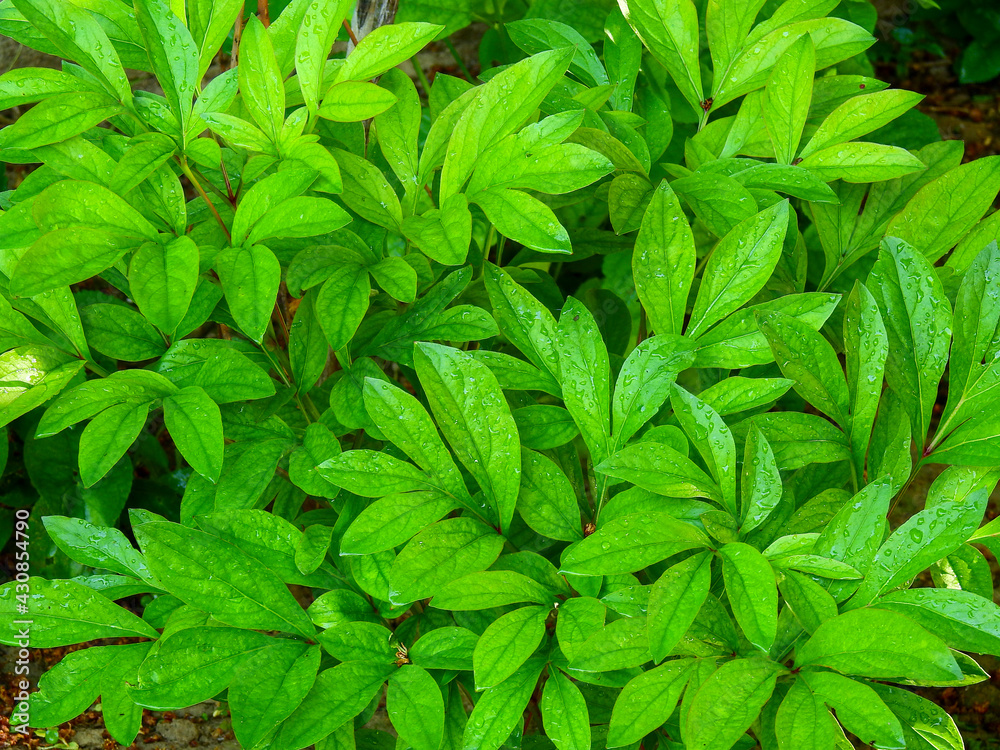 green leaves background green leaves background
