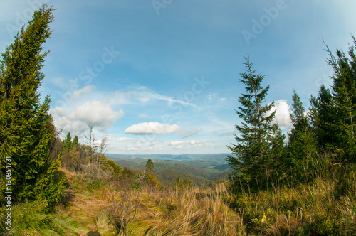 colorful orange autumn in mountains with green spruce