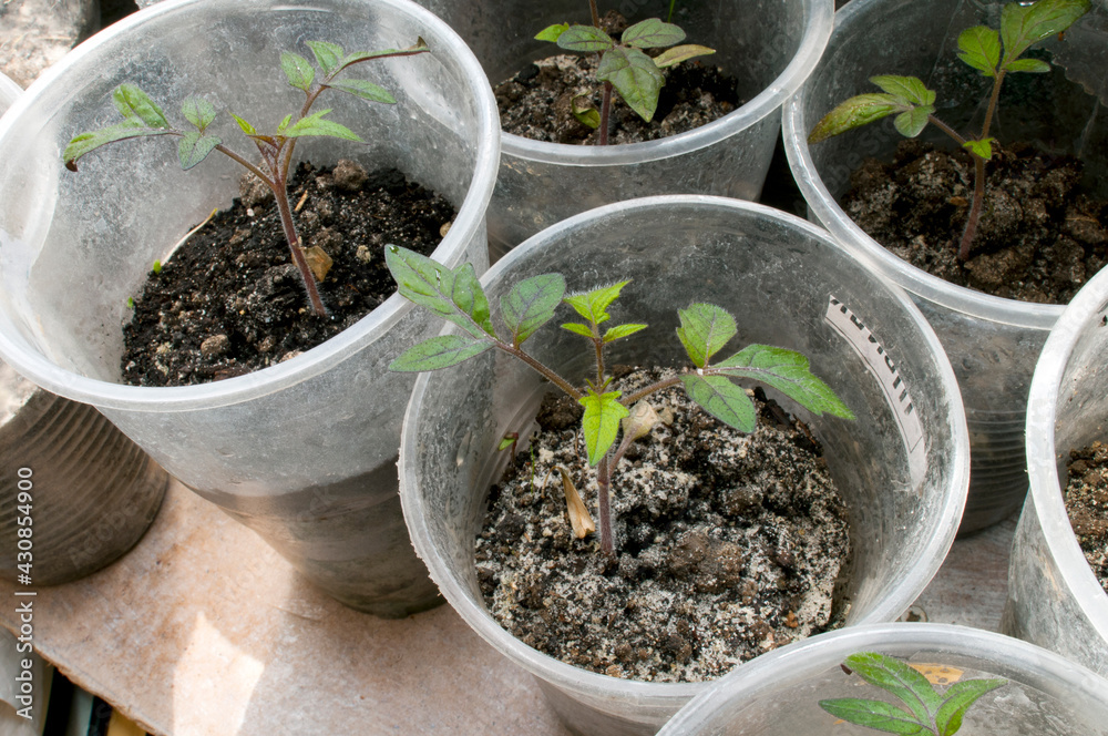 Green tomato seedlings in cups on the windowsill Green tomato seedlings in cups on the windowsill