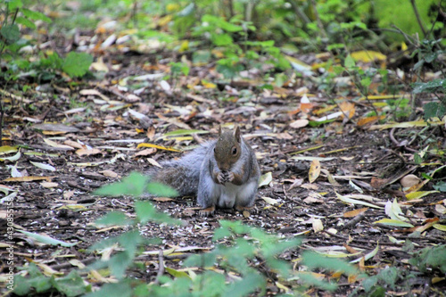 A close up of a Grey Squirrel © Simon Edge