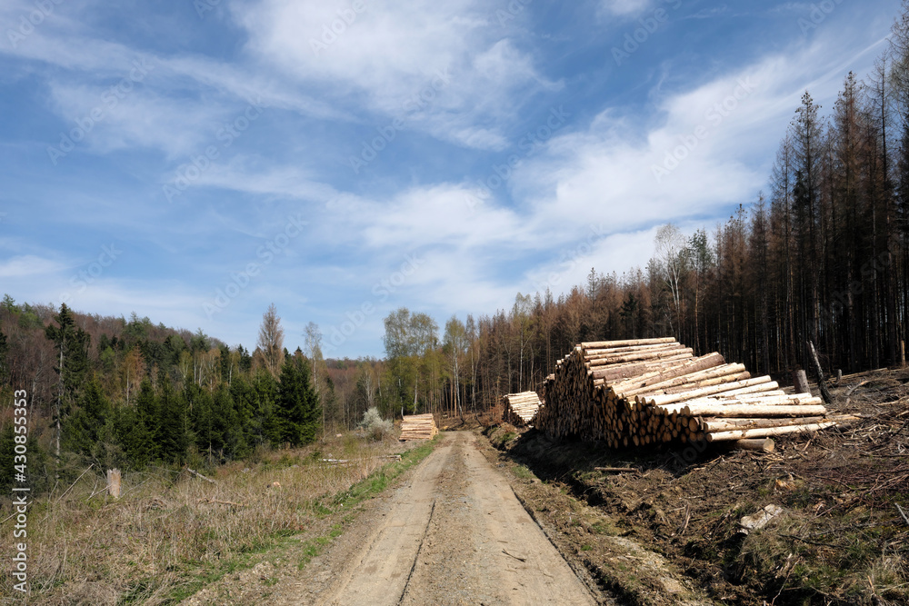 Rohholz aus gestapelten Baumstämmen an Waldweg in abgeholztem Waldgebiet mit kranken und gesunden Bäumen - Stockfoto Rohholz aus gestapelten Baumstämmen an Waldweg in abgeholztem Waldgebiet mit kranken und gesunden Bäumen - Stockfoto