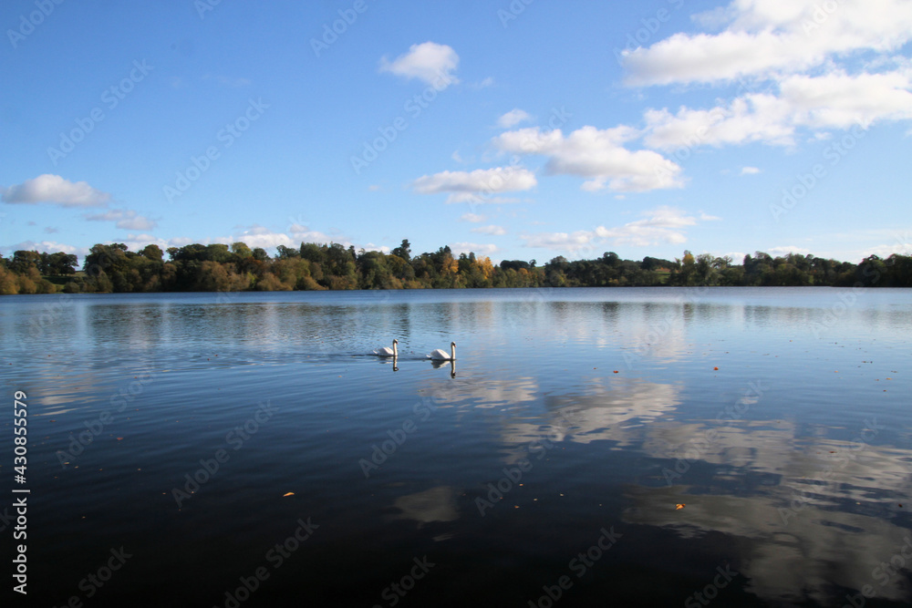2 Mute Swans on Ellesmere Lake 2 Mute Swans on Ellesmere Lake