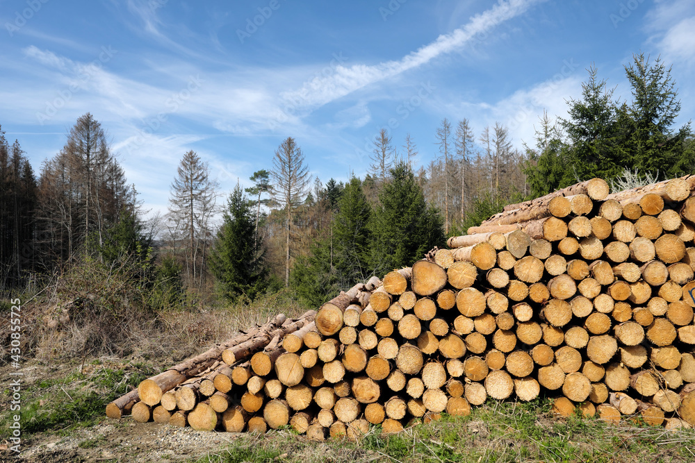 Rohholz aus gestapelten Baumstämmen in abgeholztem Waldgebiet mit kranken und gesunden Bäumen im Hintergrund - Stockfoto