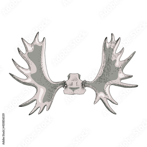 Elegant drawing of elk or moose antlers isolated.