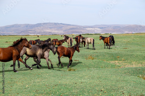 wild horses in cappadocia