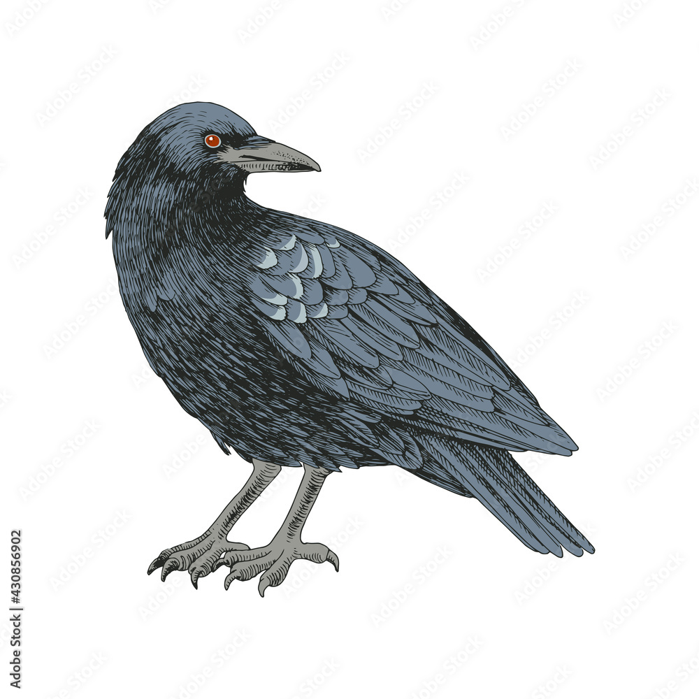 Fototapeta premium Graphic black crow isolated on white background.