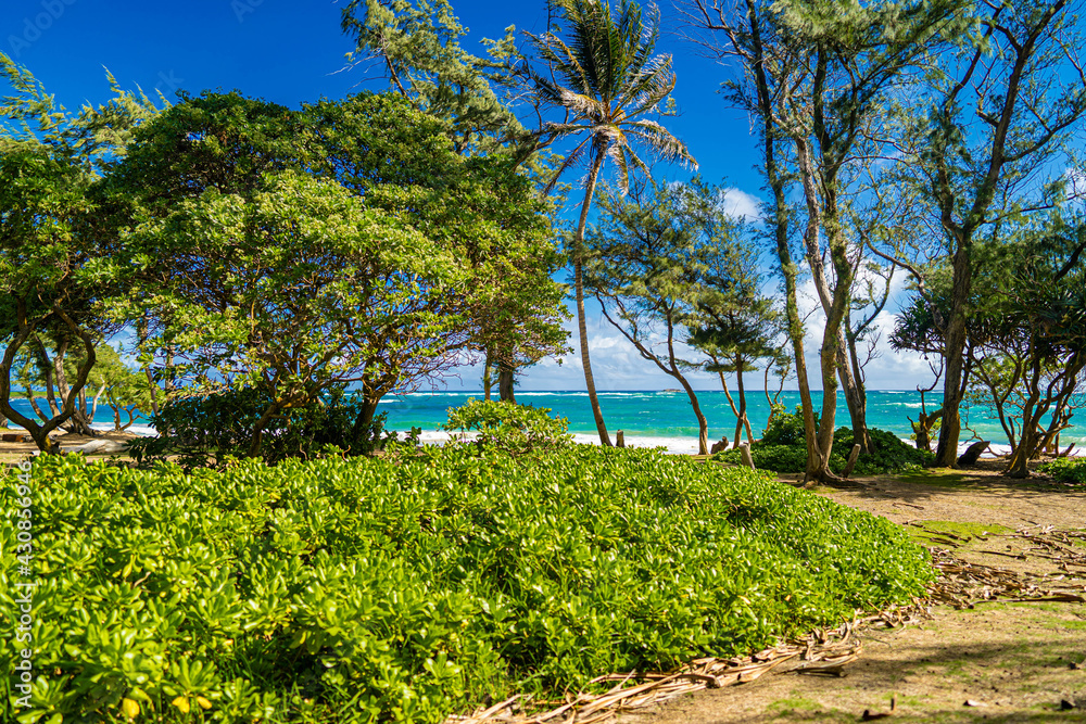 trees on beach hawaii