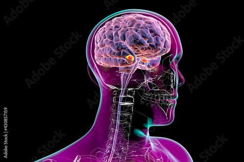 Amygdala, also known as corpus amygdaloideum, in the brain, photo