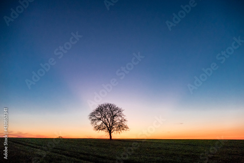 Fototapeta Naklejka Na Ścianę i Meble -  Einzel stehender kahler Apfelbaum bei Sonnenuntergang