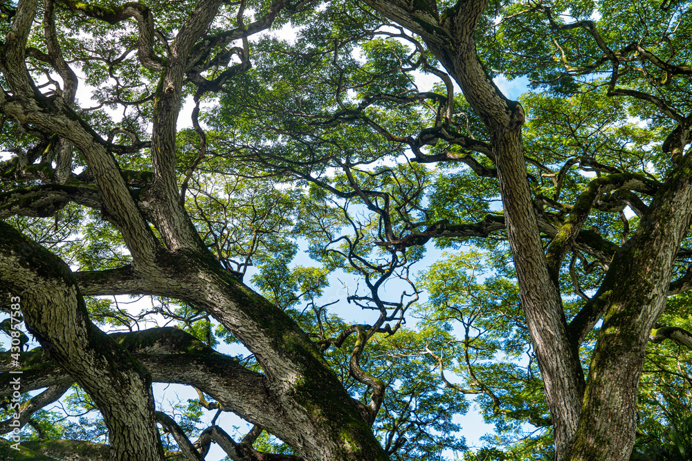 hawaii trees