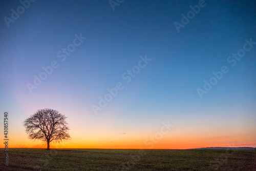 Einzel stehender kahler Apfelbaum bei Sonnenuntergang